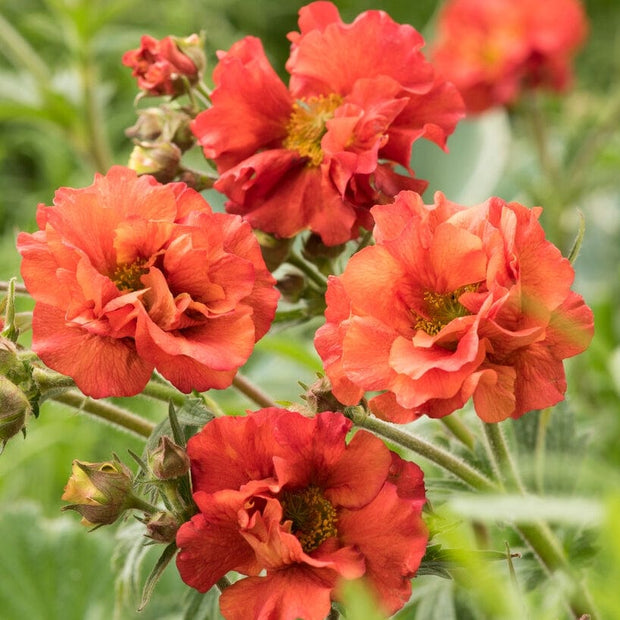 Geum 'Scarlet Tempest' Perennial Bedding