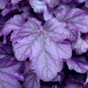 Heuchera 'Wildberry' Perennial Bedding