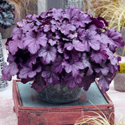 Heuchera 'Wildberry' Perennial Bedding