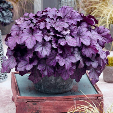 Heuchera Propagation Guide – Roots Plants