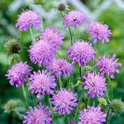 Knautia 'Melton Pastels' Perennial Bedding