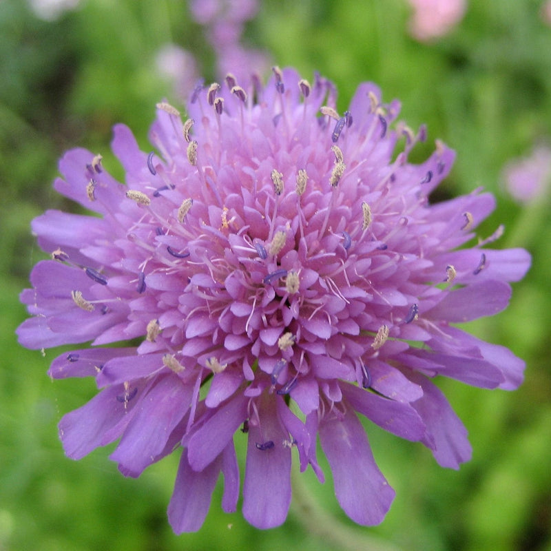 Knautia 'Melton Pastels' Perennial Bedding
