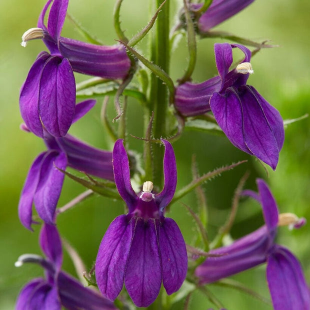 Lobelia 'Starship Blue' Perennial Bedding