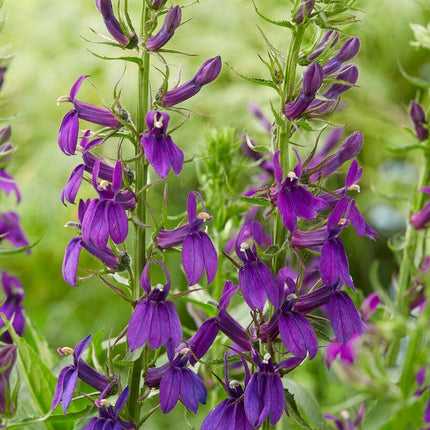 Lobelia 'Starship Blue' Perennial Bedding