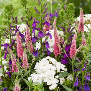 Lobelia 'Starship Blue' Perennial Bedding