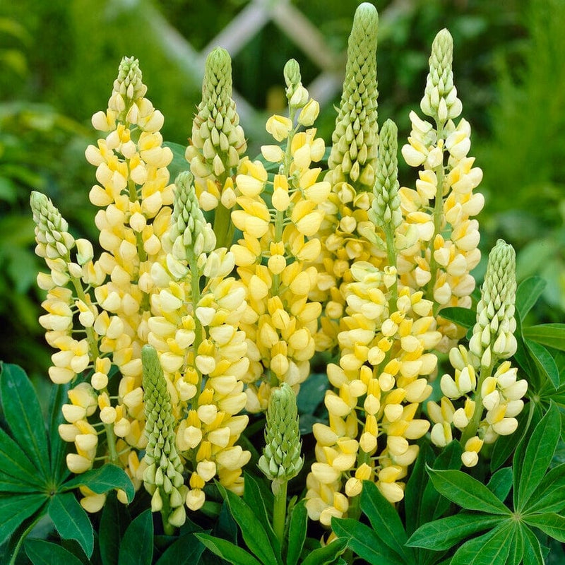 Lupin Legendary Yellow Shades Perennial Bedding