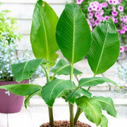 Hardy Banana Plant | Musa basjoo Perennial Bedding