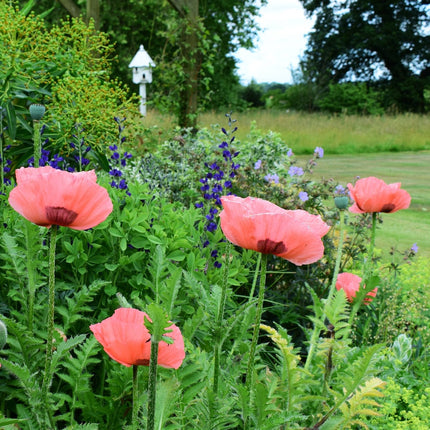 12 Mixed Flowering Perennial Plants in 10.5cm Pots | Extra Value Pack Perennial Bedding