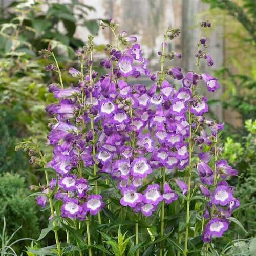 Penstemon 'Pensham Czar' Perennial Bedding