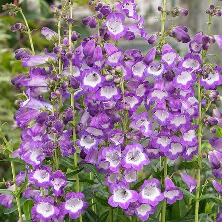 Penstemon 'Pensham Czar' Perennial Bedding