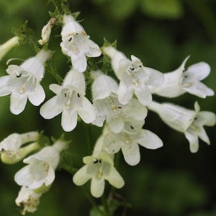 Penstemon 'Pensham Wedding Day' Perennial Bedding