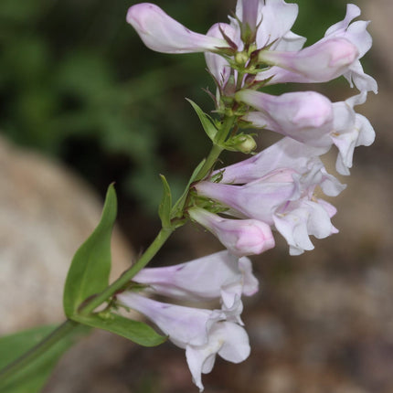 Penstemon 'Pensham Wedding Day' Perennial Bedding