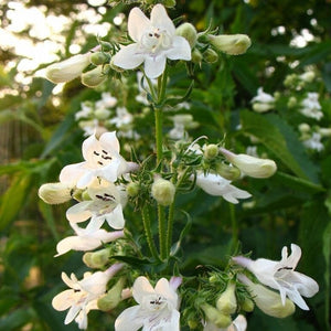 Penstemon 'Pensham Wedding Day' Perennial Bedding