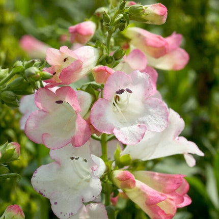 Penstemon 'Phoenix Appleblossom' Perennial Bedding