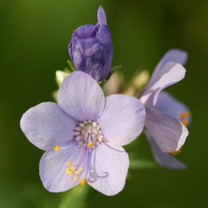 Polemonium 'Bressingham Purple' Perennial Bedding