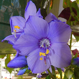 Polemonium 'Bressingham Purple' Perennial Bedding