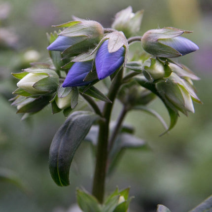 Polemonium 'Bressingham Purple' Perennial Bedding