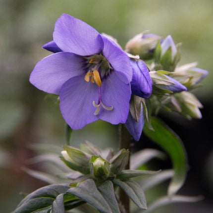 Polemonium 'Bressingham Purple' Perennial Bedding