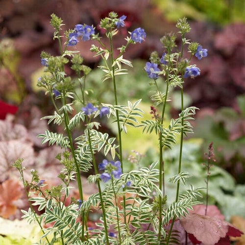 Polemonium 'Brise d'Anjou' Perennial Bedding