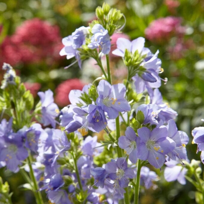 Polemonium 'Brise d'Anjou' Perennial Bedding