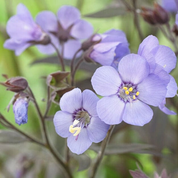 Polemonium 'Heaven Scent' Perennial Bedding