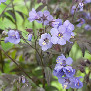 Polemonium 'Heaven Scent' Perennial Bedding