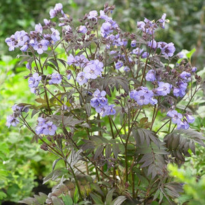 Polemonium 'Heaven Scent' Perennial Bedding