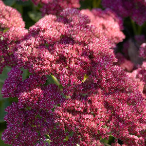 Sedum 'Rose Carpet' Perennial Bedding