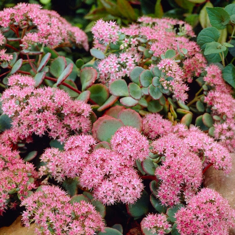 Sedum 'Rose Carpet' Perennial Bedding