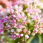 Sedum 'Sunsparkler Lime Zinger' Perennial Bedding