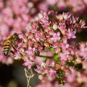 Sedum 'Sunsparkler Lime Zinger' Perennial Bedding