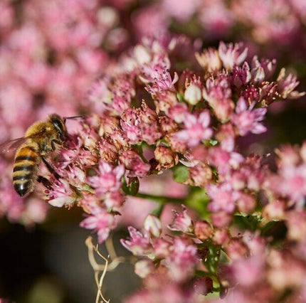 Sedum 'Sunsparkler Lime Zinger' Perennial Bedding