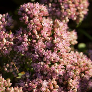 Sedum 'Sunsparkler Lime Zinger' Perennial Bedding