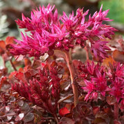 Sedum 'Sunsparkler Wildfire' Perennial Bedding