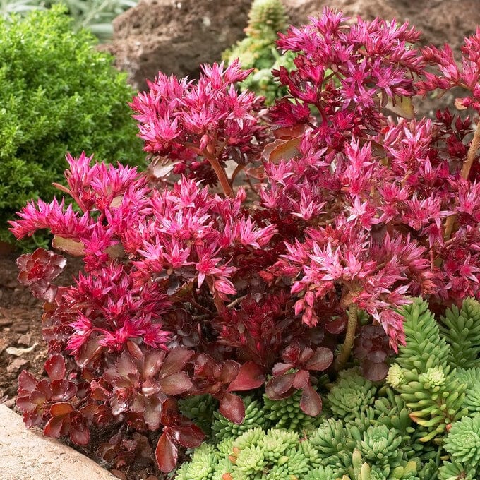 Sedum 'Sunsparkler Wildfire' Perennial Bedding