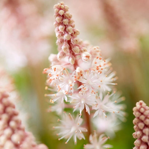 Tiarella 'Pink Skyrocket' Perennial Bedding