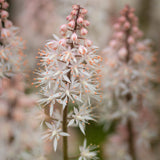 Tiarella 'Spring Symphony' Perennial Bedding