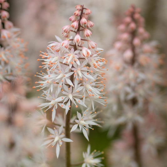 Tiarella 'Spring Symphony' Perennial Bedding