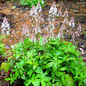 Tiarella 'Spring Symphony' Perennial Bedding