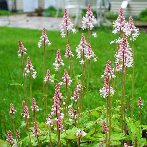 Tiarella 'Spring Symphony' Perennial Bedding
