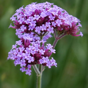 Verbena 'Bonariensis' Perennial Bedding