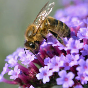 Verbena 'Bonariensis' Perennial Bedding