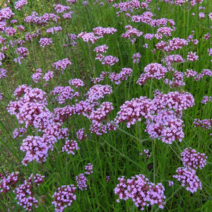 Verbena 'Bonariensis' Perennial Bedding