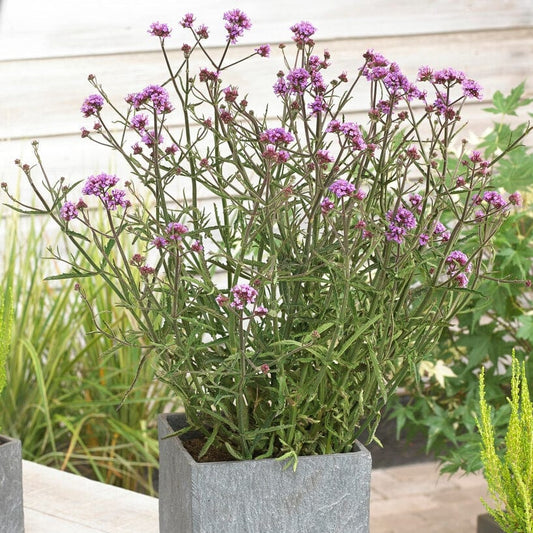 Verbena 'Lollipop' Perennial Bedding