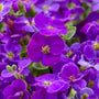 3 Aubrieta 'Katie Blue Ball 84' Perennial Bedding