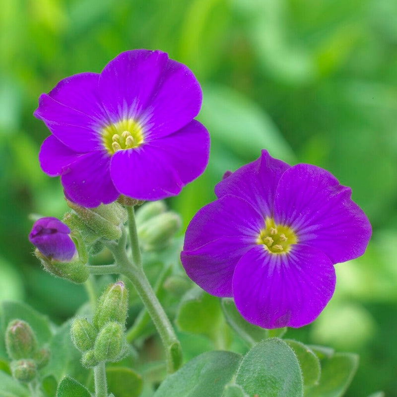 3 Aubrieta 'Katie Blue Ball 84' Perennial Bedding