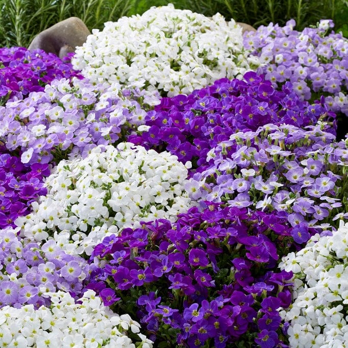 3 Aubrieta 'Katie Blue Ball 84' Perennial Bedding