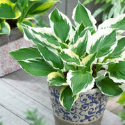 3 Hosta 'Patriot Ball 84' Perennial Bedding