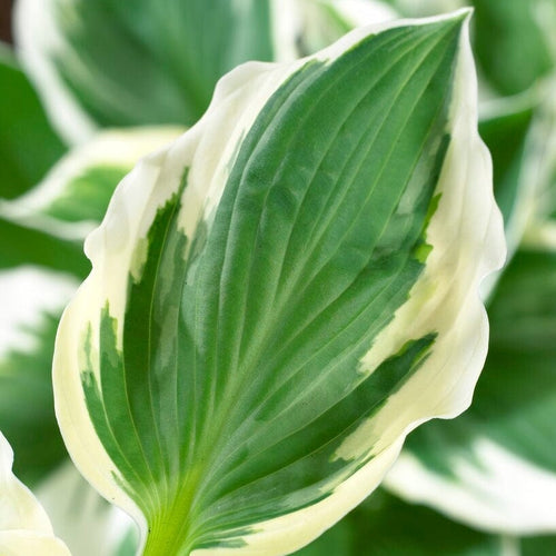 3 Hosta 'Patriot Ball 84' Perennial Bedding