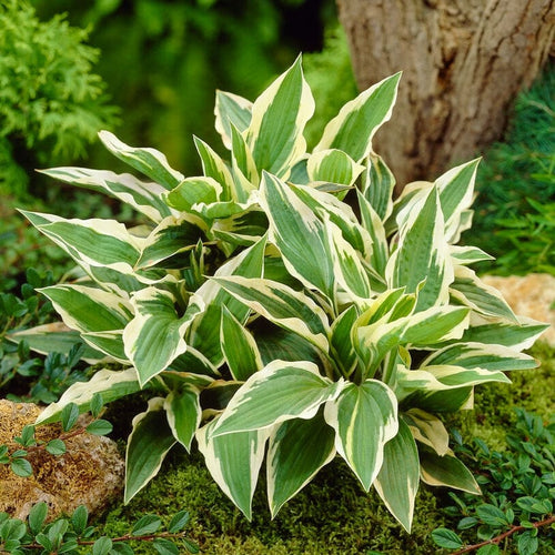 3 Hosta 'Patriot Ball 84' Perennial Bedding